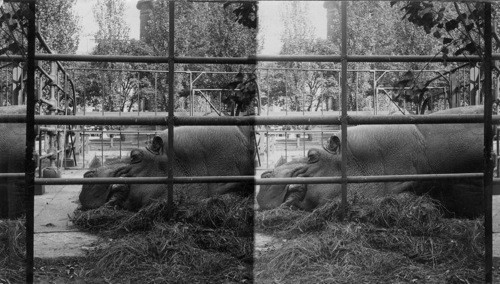Giant Hippopotamus, Central Park, N.Y