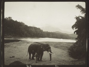 Heiliger Elefant am Mahaweli Ganga bei Kandy