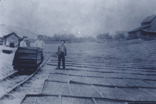 Photograph of Harrison Chadwell Family Apricot Drying Yard