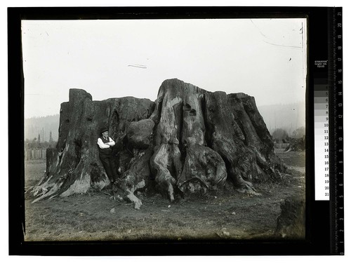 [Big Stump at Fieldbook - A.W. Ericson - Photographer by stump/unknown]