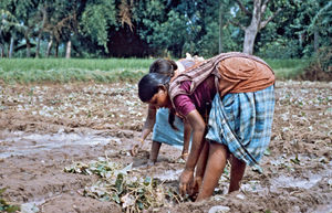 Børn fra indiske landarbejderfamilier er tvunget til at arbejde på marken. Ellers kan familien ikke overleve. Børnene kommer derfor i mange tilfælde aldrig i skole. 1997