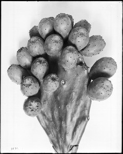 Specimen of eighteen cacti fruits growing on the flat-jointed paddles of the prickly pear, ca.1920