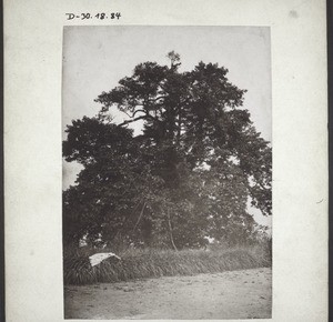 Alter Baum bei Kumase