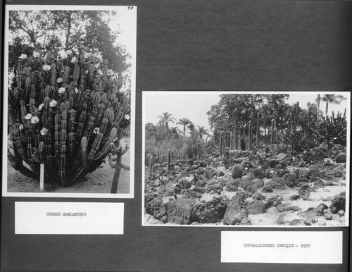 Desert garden view of Cereus and cephalocereus specimens