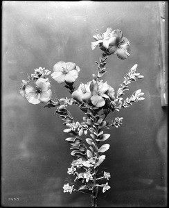 Specimen of black primrose, ca.1920