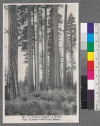 No. 4 - Typical Stand of White Pine Timber - McCloud Basin