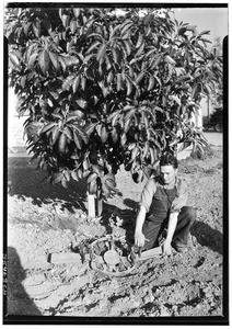 Setting bear trap in avocado grove, November, 1933