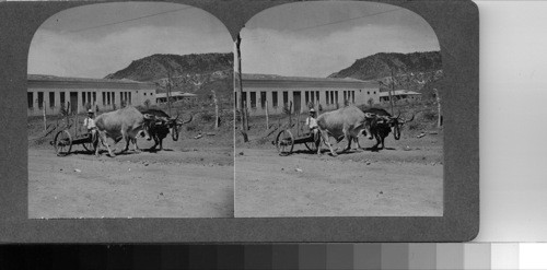 A typical oxcart leaving the city passes by one of the buildings of a large hospital on the outskirts of the capital [capitol]--Honduras. Tegucigalpa, Honduras, C.A