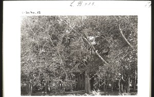 Grosser Banyanenbaum in Madura