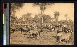 Herd of cattle standing in a pasture, Congo, ca.1920-1940