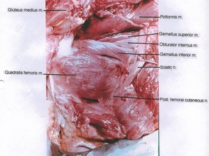 Natural color photograph of dissection of the left upper leg, posterior view