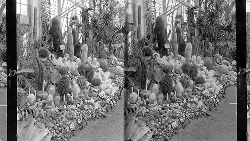 Wooley Cactus, Columbian Exposition, Chicago, Ill