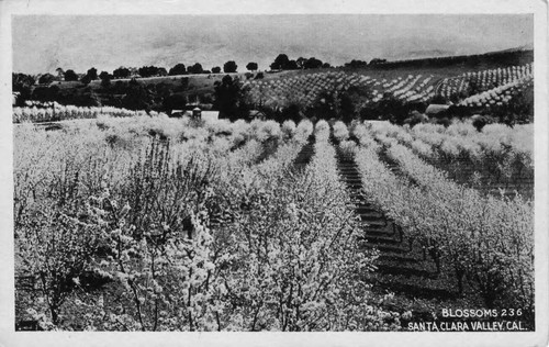 Postcard of blossoms in Santa Clara Valley, California