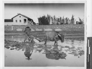 Rice fields at Danzhu, China, 1947