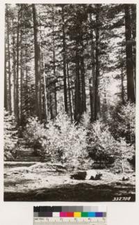 Virgin or old growth timber stands (Sugar pine, Ponderosa pine, Douglas fir, White fir and Incense cedar)
