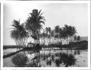 Houses in a palm grove amid rice paddies, Hawaii, 1907