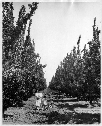 1930 Family in a fruit orchard