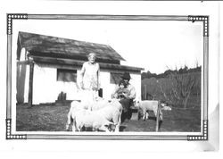 Lambs at the Whitham Windsor ranch, 1920s