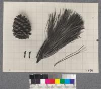 Pinus ponderosa - Western Yellow Pine - Davis - Drew 1920