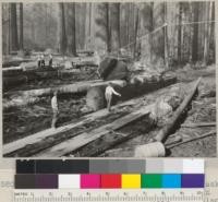 Selective logging, Hammond. The "Jack" landing for truck hauling. Trees in background still to be cut. See also # 5803, 4, 6, 7, 8, 9. May 1935. E.F