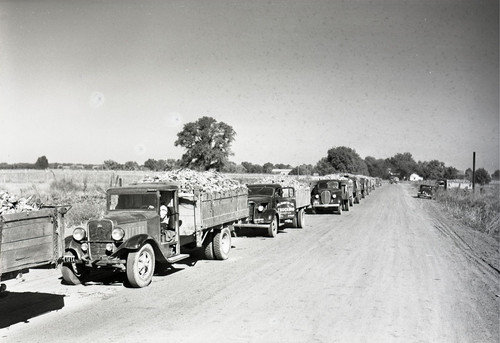 Trucks loaded with sugar beets going down a road (front facing) to Spreckels Sugar Company [Woodland, California]