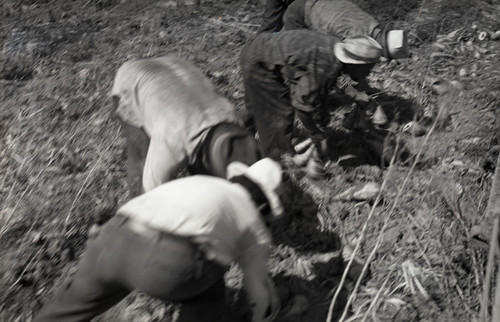 Four Mexican workers picking up sugar beets to toss into truck