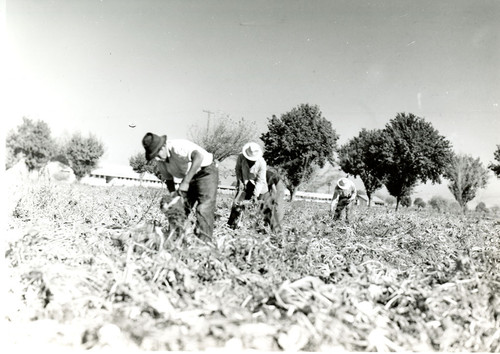 Four Mexican workers topping sugar beets