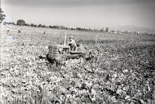 International Harvester Company crawler with cultivator in a field driven by a worker [tractor facing forward]