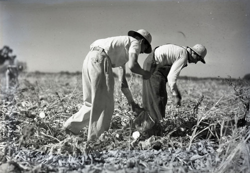 Two Mexican workers hoeing in a sugar beet field