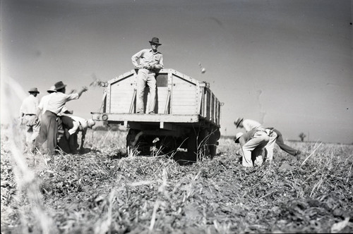 Robert Barr standing on the back of a truck with Mexican workers tossing sugar beets into the truck