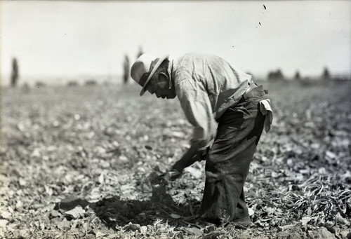 One Mexican worker hoeing sugar beets