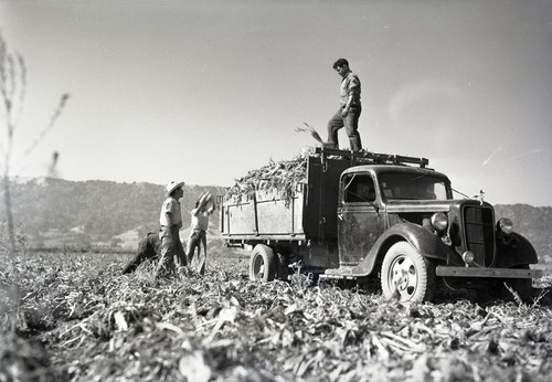 Four Mexican workers loading truck with sugar beets, one workers on top of truck. View from back of truck