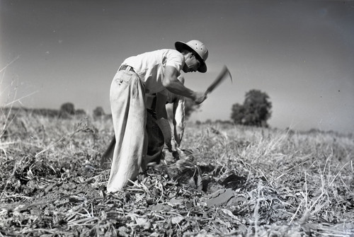 Two Mexican workers, side by side, hoeing in a sugar beet field [One worker almost hidden]