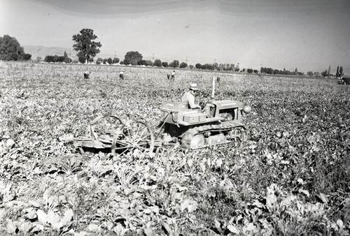 International Harvester Company crawler with cultivator in a field driven by a worker [tractor facing away]