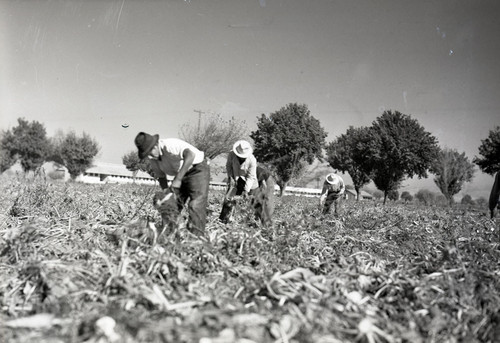 Four Mexican workers harvesting sugar beets