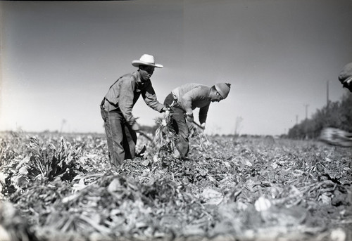 Two Mexican workers harvesting sugar beets