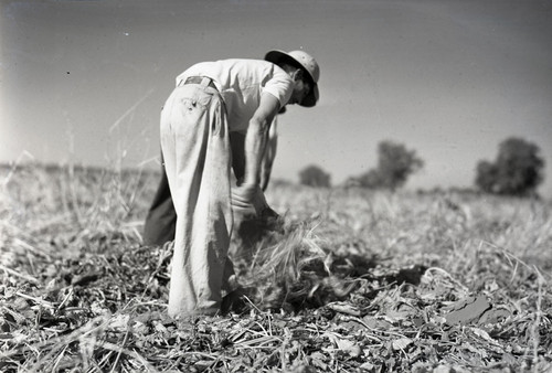 Two Mexican workers, side by side, hoeing in a sugar beet field [One worker hidden]