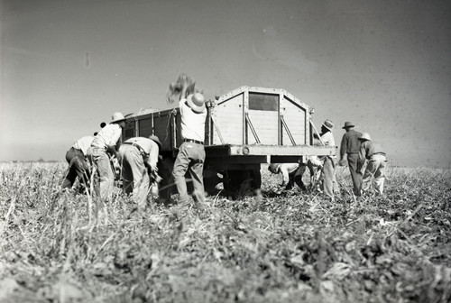 Many Mexican workers tossing sugar beets into a truck at Robert Barr's fields