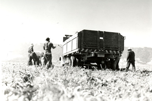 Four Mexican workers tossing sugar beets into a truck