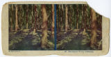 1925, California, Eucalyptus trees