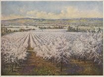Blossom Time in the Santa Clara Valley
