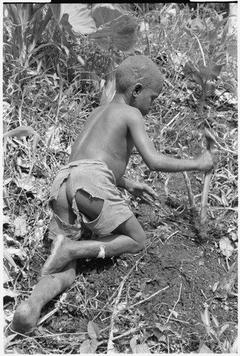 Boy planting taro in garden