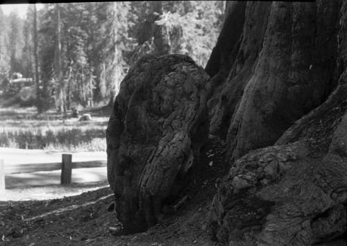 Giant Sequoia, Sequoia Burl