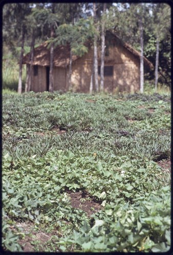 Western Highlands: garden of sweet potatoes and other crops, house in background