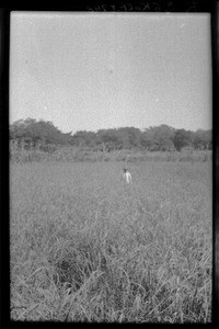 Rice field, Mozambique, ca. 1933-1939