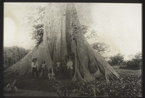 Fuss eines Seidenbaumwollbaumes in Aburi