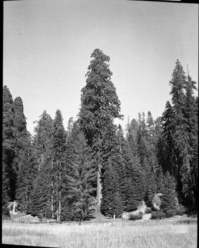 Misc. Unnamed Sequoias, Round Meadow
