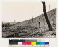 Near Pinnacles National Monument. Burn of August 1931 in Douglas oak and Digger pine woodland. Note succession ground cover of Big Root (Echinocystis fabacea)