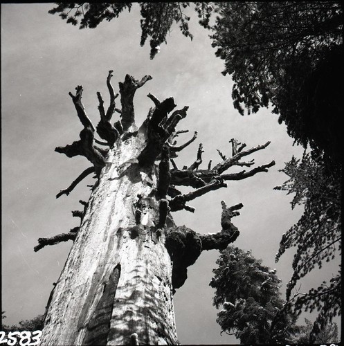 Miscellaneous Named Sequoias, Dead Giant