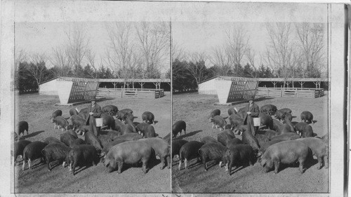 Alfalfa raised Poland China hogs feeding on corn, on a Nebraska ranch. Nebraska